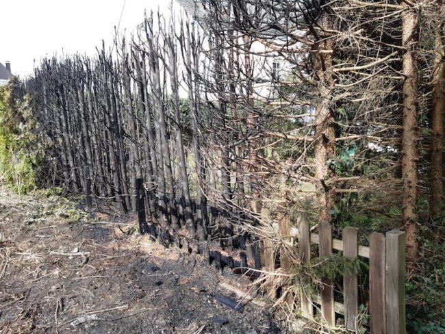 20220326 Heckenbrand Nuttlar