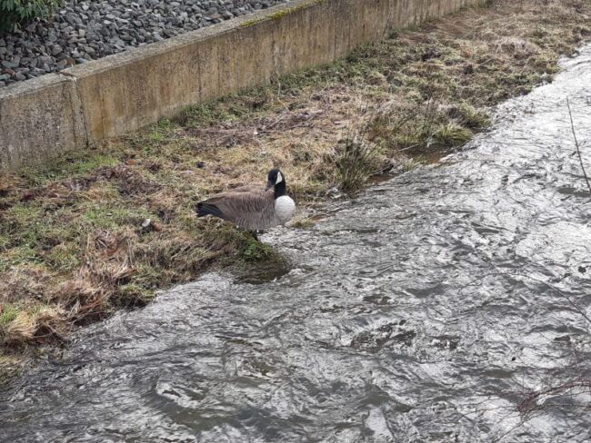 2023 02 20 Tier Nuttlar