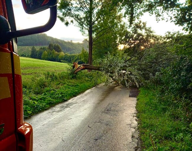 2023 07 Baum auf Straße Halbeswig