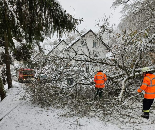 2023 11 Baum Birkenstraße Ramsbeck