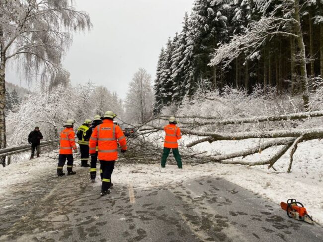 2023 11 Baum auf PKW