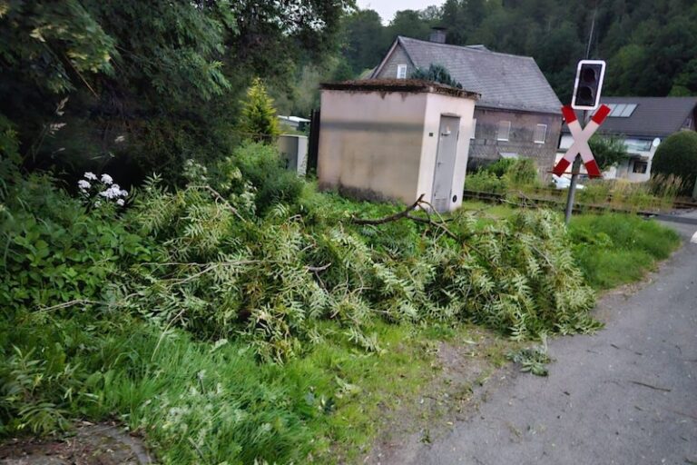 2026 06 Sturmschaden Nuttlar